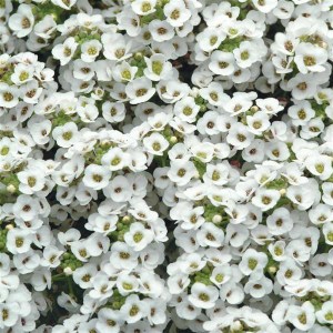 Алиссум Clear Crystall White